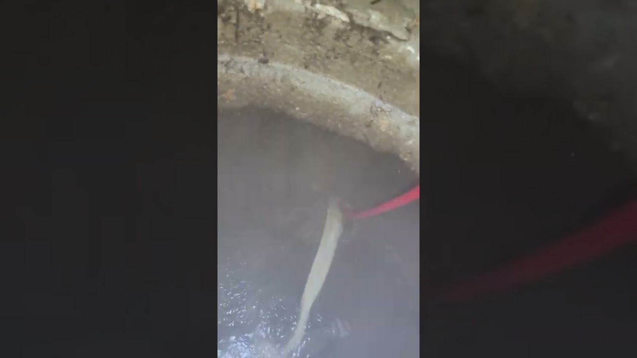 avi elmashly 4300 psi 300 bar drain אבי אלמשלי ביובית ניידת